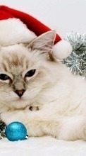 New mobile wallpapers - free download. New Year, Cats, Holidays, Animals picture and image for mobile phones.