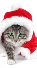 New mobile wallpapers - free download. New Year,Cats,Animals picture and image for mobile phones.