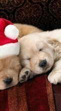 New 1080x1920 mobile wallpapers Holidays, Animals, Dogs, New Year, Christmas, Xmas free download.