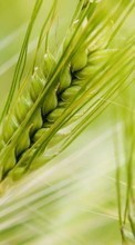 New mobile wallpapers - free download. Objects,Wheat picture and image for mobile phones.