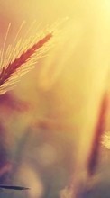 New mobile wallpapers - free download. Objects,Wheat,Plants picture and image for mobile phones.