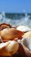 New mobile wallpapers - free download. Objects, Shells picture and image for mobile phones.