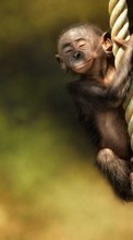 New mobile wallpapers - free download. Monkeys, Funny, Animals picture and image for mobile phones.