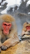 New mobile wallpapers - free download. Monkeys, Animals picture and image for mobile phones.
