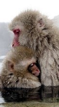 Monkeys,Animals for Nokia N8