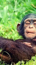 New mobile wallpapers - free download. Monkeys,Animals picture and image for mobile phones.