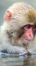 Monkeys,Animals for LG V10