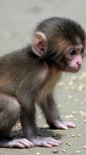 New mobile wallpapers - free download. Animals, Monkeys picture and image for mobile phones.