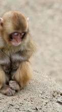 New mobile wallpapers - free download. Animals, Monkeys picture and image for mobile phones.
