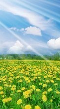 New mobile wallpapers - free download. Dandelions,Landscape,Fields picture and image for mobile phones.