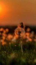 New mobile wallpapers - free download. Dandelions, Landscape, Plants, Sun, Sunset picture and image for mobile phones.