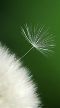 New mobile wallpapers - free download. Plants, Dandelions picture and image for mobile phones.