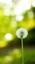 New mobile wallpapers - free download. Dandelions, Plants picture and image for mobile phones.