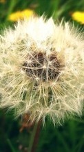 New mobile wallpapers - free download. Plants, Dandelions picture and image for mobile phones.