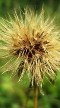 New 240x400 mobile wallpapers Plants, Dandelions free download.
