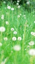 New mobile wallpapers - free download. Plants, Grass, Dandelions picture and image for mobile phones.