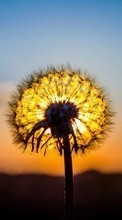 New mobile wallpapers - free download. Dandelions, Plants, Sunset picture and image for mobile phones.