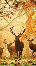 New mobile wallpapers - free download. Deers, Autumn, Animals picture and image for mobile phones.