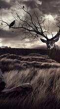 New mobile wallpapers - free download. Deers,Landscape,Animals picture and image for mobile phones.