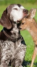 New mobile wallpapers - free download. Deers,Dogs,Animals picture and image for mobile phones.