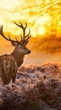 New mobile wallpapers - free download. Deers, Sunset, Animals picture and image for mobile phones.