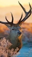 New mobile wallpapers - free download. Deers, Sunset, Animals, Winter picture and image for mobile phones.