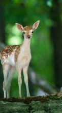 New mobile wallpapers - free download. Deers, Animals picture and image for mobile phones.