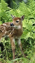 New mobile wallpapers - free download. Deers,Animals picture and image for mobile phones.