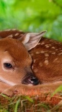 Deers,Animals for Apple iPhone 6