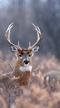 New mobile wallpapers - free download. Animals, Deers picture and image for mobile phones.