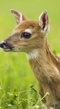 New mobile wallpapers - free download. Deers,Animals picture and image for mobile phones.