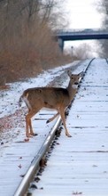 New mobile wallpapers - free download. Animals, Winter, Deers picture and image for mobile phones.