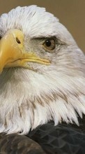 New mobile wallpapers - free download. Animals, Birds, Eagles picture and image for mobile phones.
