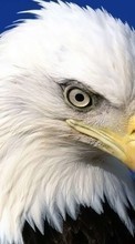 Animals, Birds, Eagles for Samsung Galaxy Note 2