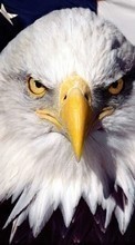 Eagles,Birds,Animals for Samsung D900