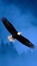 New mobile wallpapers - free download. Eagles,Birds,Animals picture and image for mobile phones.