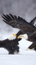 Eagles,Birds,Animals for Fly ERA Energy 3 IQ4417