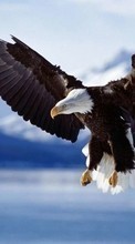 New 240x320 mobile wallpapers Animals, Birds, Eagles free download.