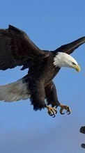 Animals, Birds, Eagles for Lenovo A690