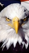 New 720x1280 mobile wallpapers Animals, Birds, Eagles free download.