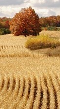 New mobile wallpapers - free download. Landscape, Fields, Autumn picture and image for mobile phones.
