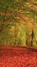 Autumn,Landscape,Nature for HTC Droid Incredible