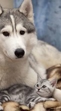 New mobile wallpapers - free download. Cats,Dogs,Animals picture and image for mobile phones.