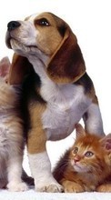New mobile wallpapers - free download. Cats,Dogs,Animals picture and image for mobile phones.