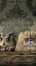 New mobile wallpapers - free download. Cats,Owl,Animals picture and image for mobile phones.