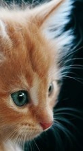 New mobile wallpapers - free download. Cats, Animals picture and image for mobile phones.