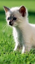 New mobile wallpapers - free download. Cats,Animals picture and image for mobile phones.
