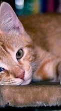 New mobile wallpapers - free download. Cats,Animals picture and image for mobile phones.