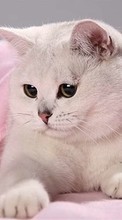 Cats,Animals for Xiaomi Redmi 1s