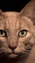 Cats,Animals for Samsung Galaxy Tab P1000